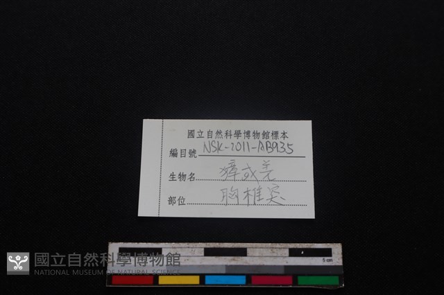 鹿科骨藏品圖，第3張