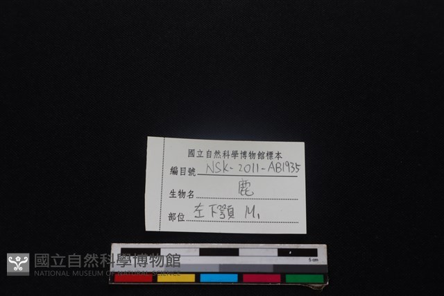 梅花鹿骨藏品圖，第3張