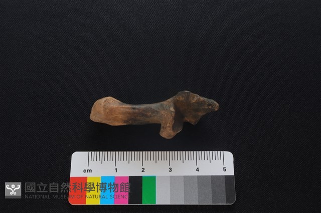 獐骨藏品圖，第3張