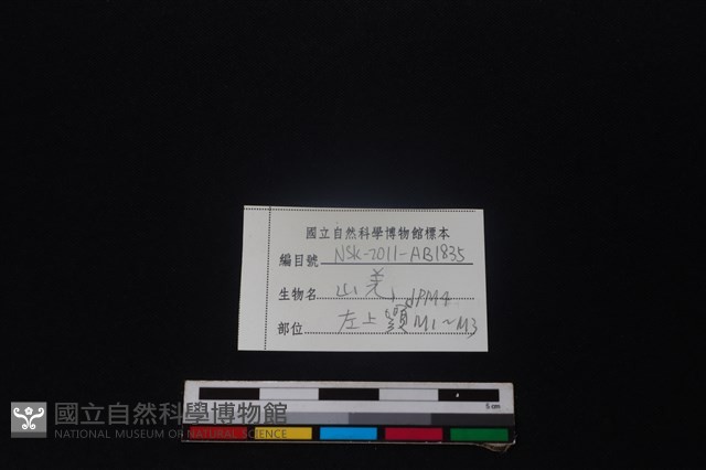 山羌骨藏品圖，第3張