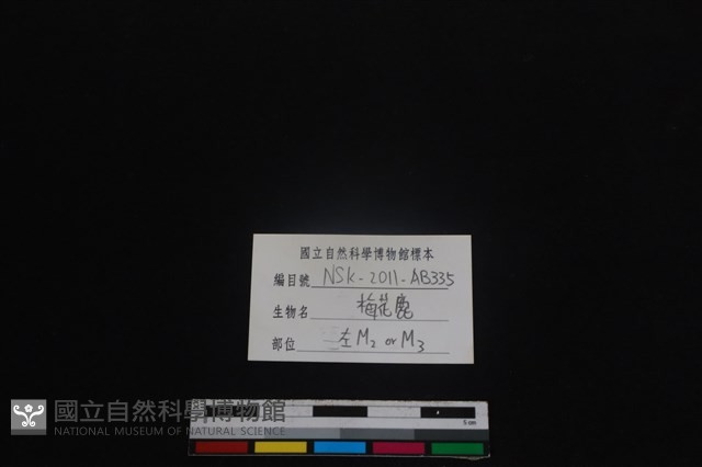 梅花鹿骨藏品圖，第3張