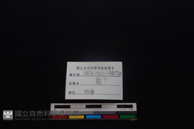 梅花鹿骨藏品圖，第3張
