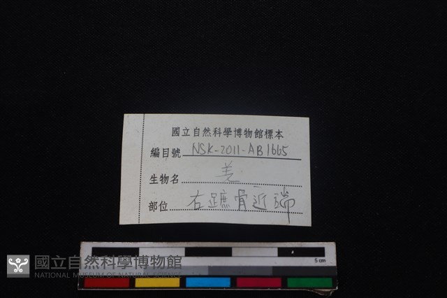 山羌骨藏品圖，第3張