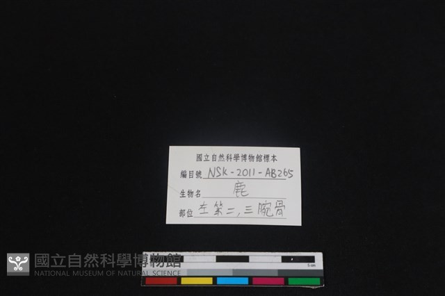 梅花鹿骨藏品圖，第3張