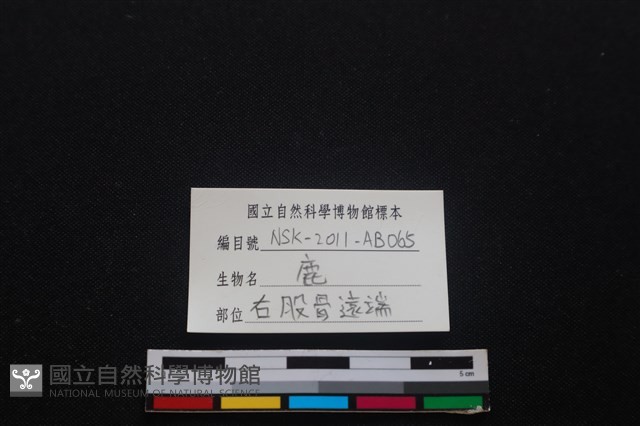 梅花鹿骨藏品圖，第3張