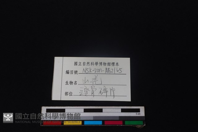 山羌骨藏品圖，第3張