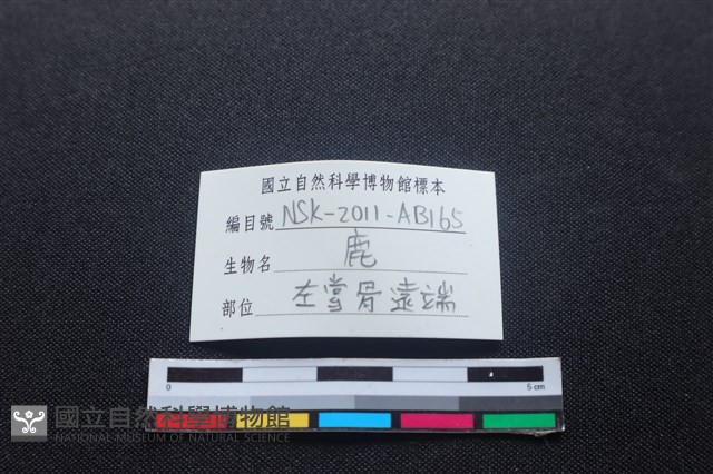 梅花鹿骨藏品圖，第2張