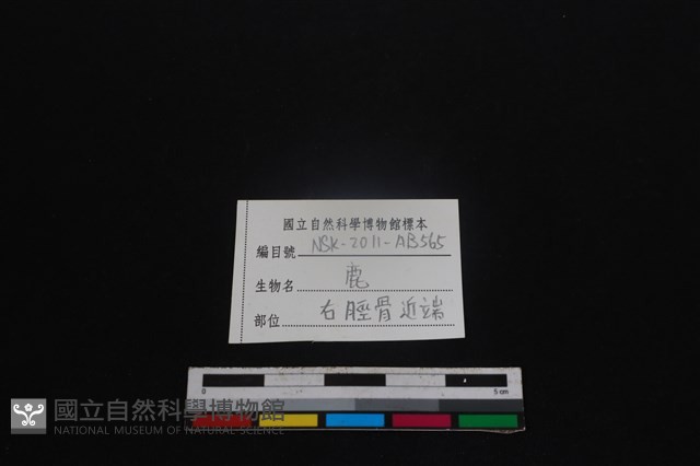 梅花鹿骨藏品圖，第3張