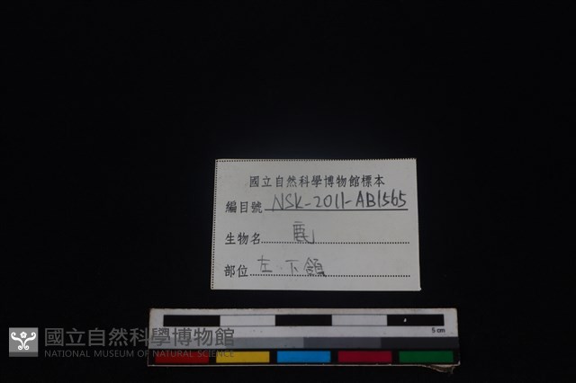 梅花鹿骨藏品圖，第3張