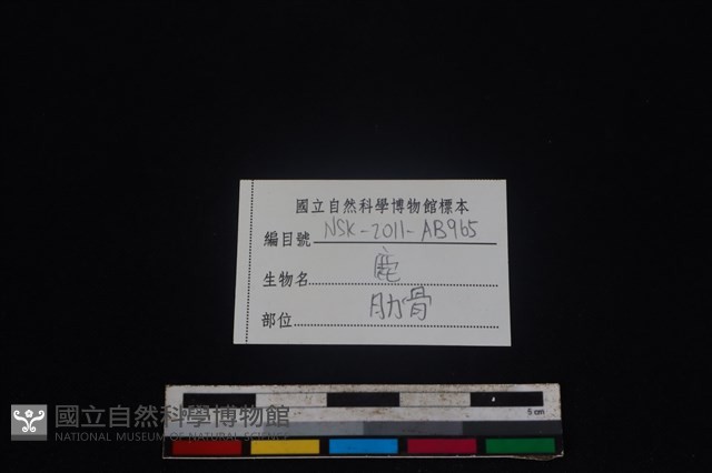 梅花鹿骨藏品圖，第3張