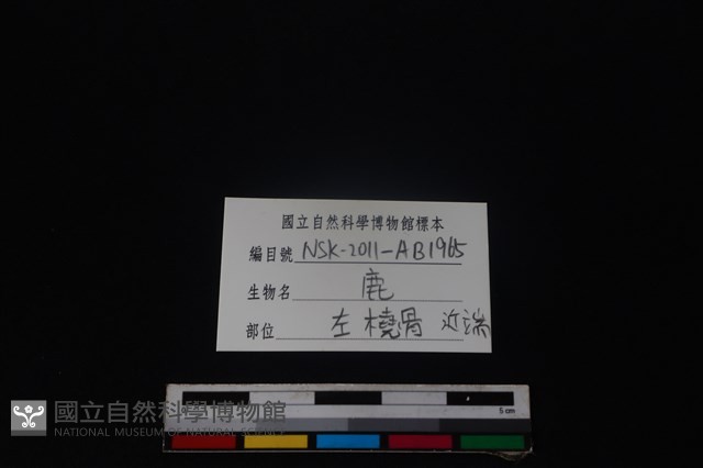 梅花鹿骨藏品圖，第3張