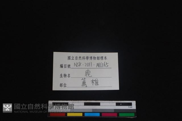 梅花鹿骨藏品圖，第3張