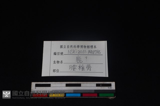 梅花鹿骨藏品圖，第3張