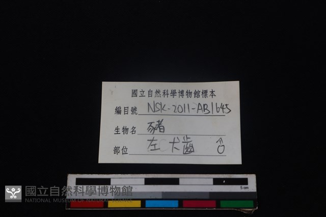 豬骨藏品圖，第3張