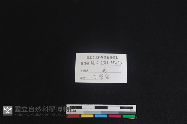 梅花鹿骨藏品圖，第3張