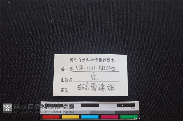 梅花鹿骨藏品圖，第3張