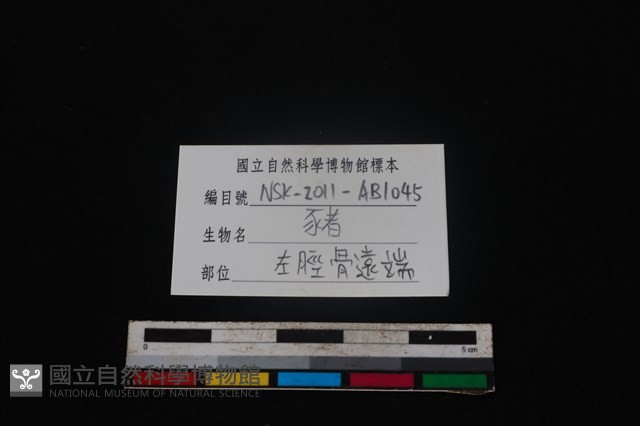 豬骨藏品圖，第3張