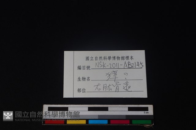 獐骨藏品圖，第3張