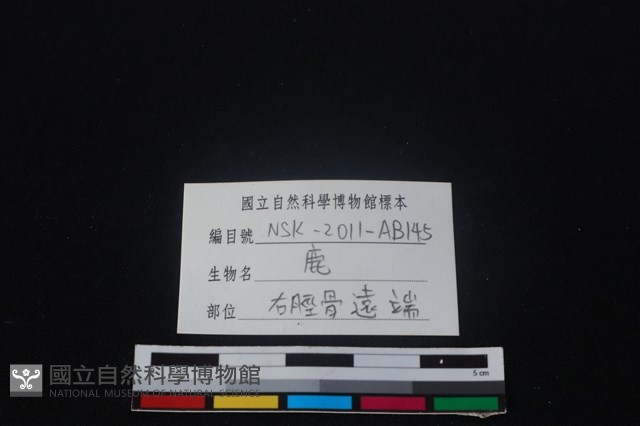梅花鹿骨藏品圖，第3張