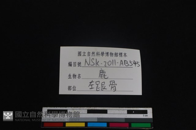 梅花鹿骨藏品圖，第3張
