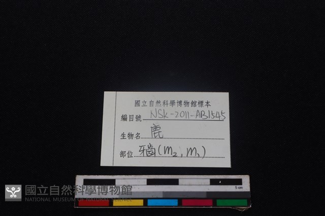 梅花鹿骨藏品圖，第3張