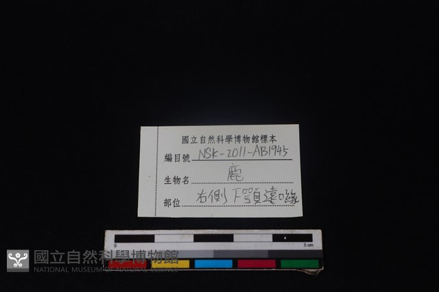 梅花鹿骨藏品圖，第3張