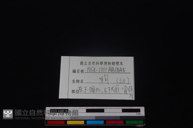 狗骨藏品圖，第3張