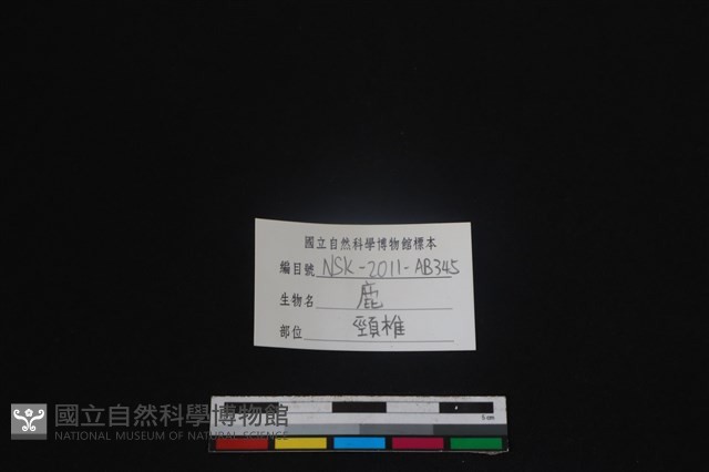 梅花鹿骨藏品圖，第3張