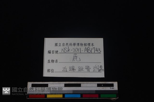 梅花鹿骨藏品圖，第3張