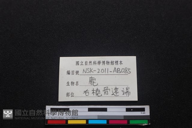 梅花鹿骨藏品圖，第3張