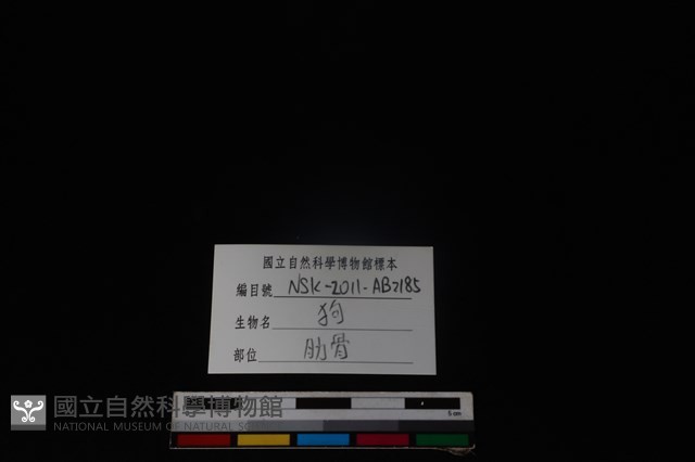 狗骨藏品圖，第3張