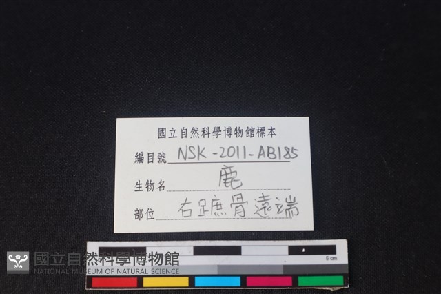 梅花鹿骨藏品圖，第3張