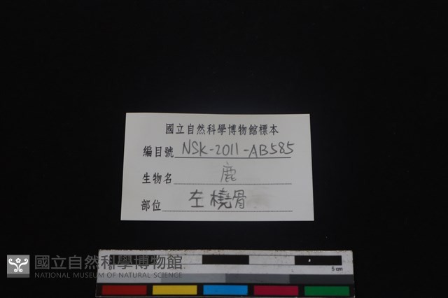 梅花鹿骨藏品圖，第3張