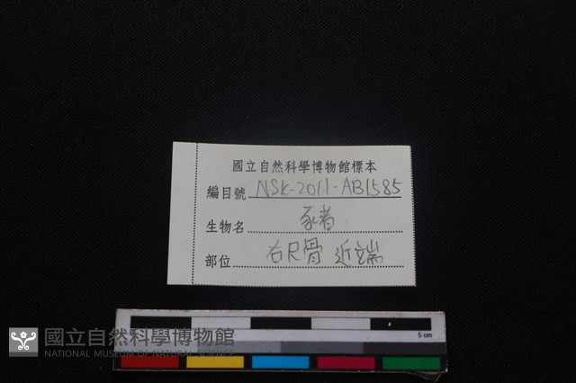 豬骨藏品圖，第3張