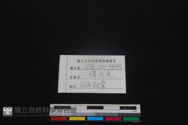 鹿科骨藏品圖，第3張