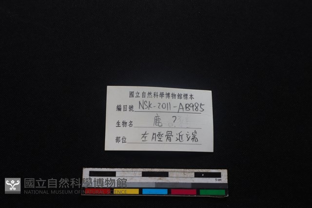 梅花鹿骨藏品圖，第3張