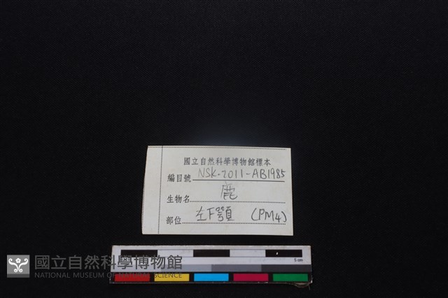 梅花鹿骨藏品圖，第3張