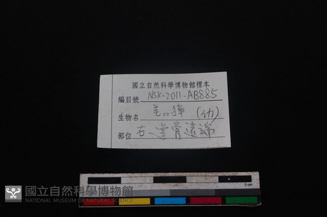 鹿科骨藏品圖，第3張