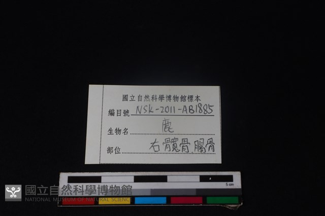 梅花鹿骨藏品圖，第3張