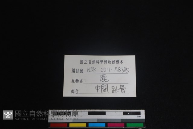 梅花鹿骨藏品圖，第3張