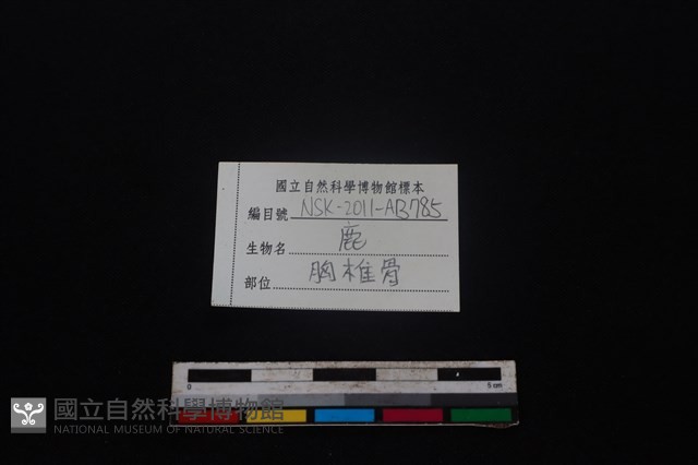 梅花鹿骨藏品圖，第3張