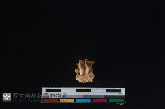 獐骨藏品圖，第3張