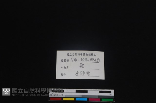 梅花鹿骨藏品圖，第3張