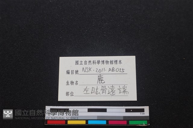 梅花鹿骨藏品圖，第3張