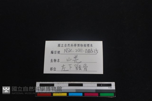 山羌骨藏品圖，第3張