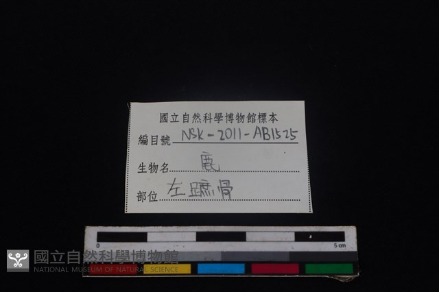 梅花鹿骨藏品圖，第3張