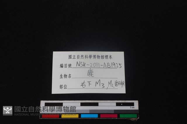 梅花鹿骨藏品圖，第3張