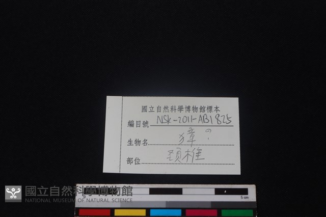 獐骨藏品圖，第3張