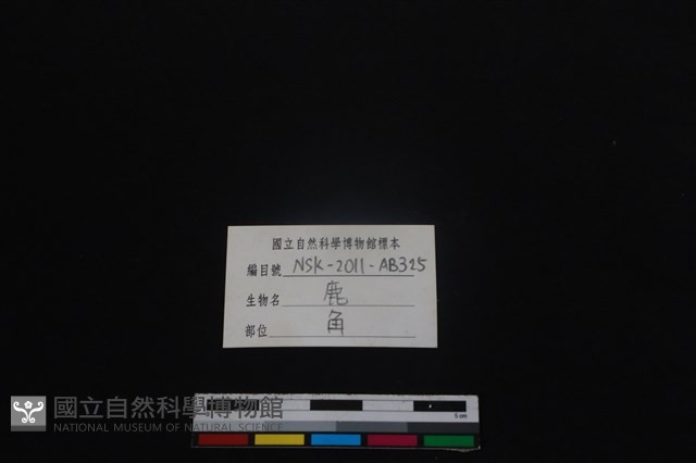 梅花鹿骨藏品圖，第3張