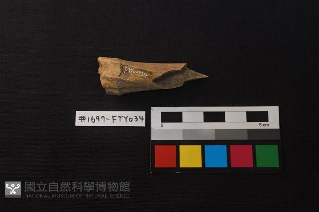 獸骨藏品圖，第3張